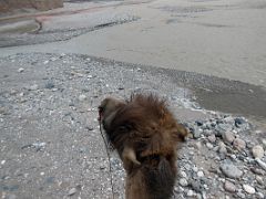 08 Riding A Camel To Cross The Shaksgam River On The Trek To Gasherbrum North Base Camp In China.jpg